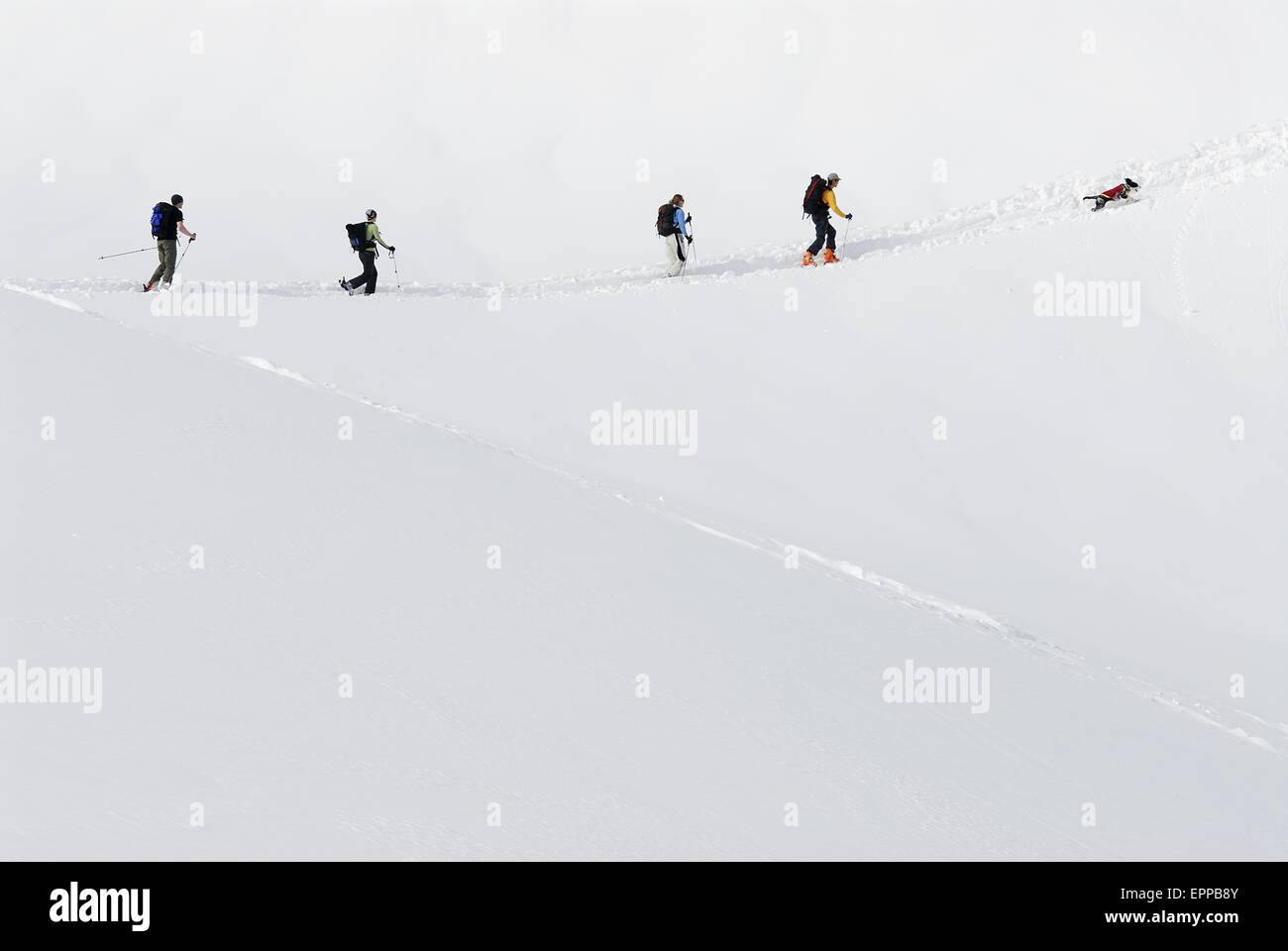 Four people and a dog skinning up to a powdery descent from Table Mountain. Mt. Baker backcountry. Glacier, Washington, USA Stock Photo