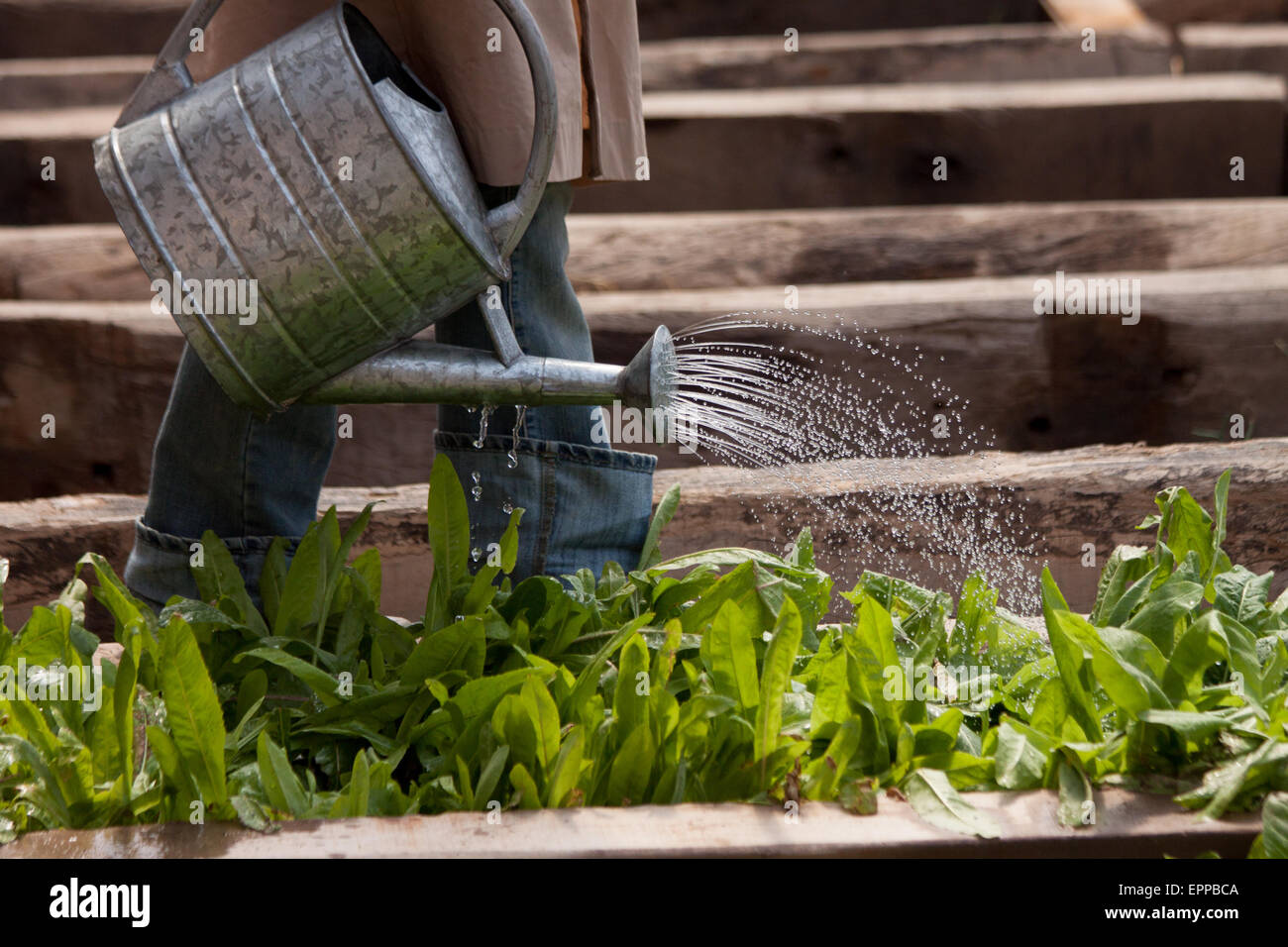 young, watering plants, wood, plants, shower, water drop Stock Photo