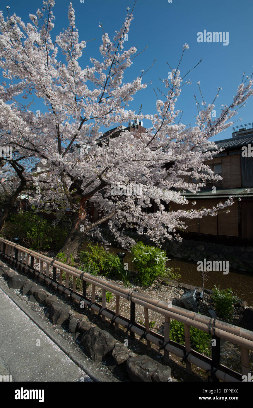 The Cherry Blossom season. Spring has arrived in Kyoto Japan and it is ...