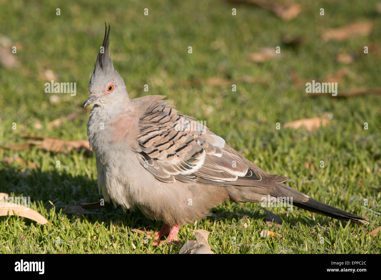 Crested Pigeon (Ocyphaps lophotes) Stock Photo