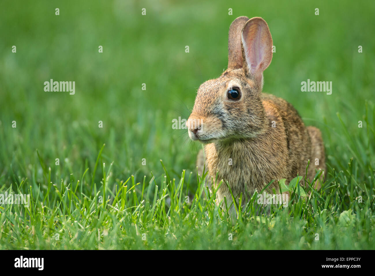 Eastern Cottontail rabbit foraging in spring grass Stock Photo - Alamy