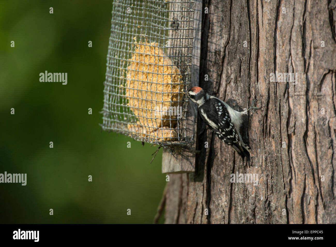 Male Downy Woodpecker Visiting A Tree Mounted Suet Feeder Stock