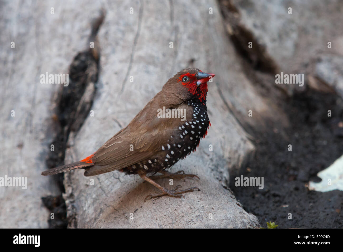 male Painted Finch (Emblema pictum) Stock Photo