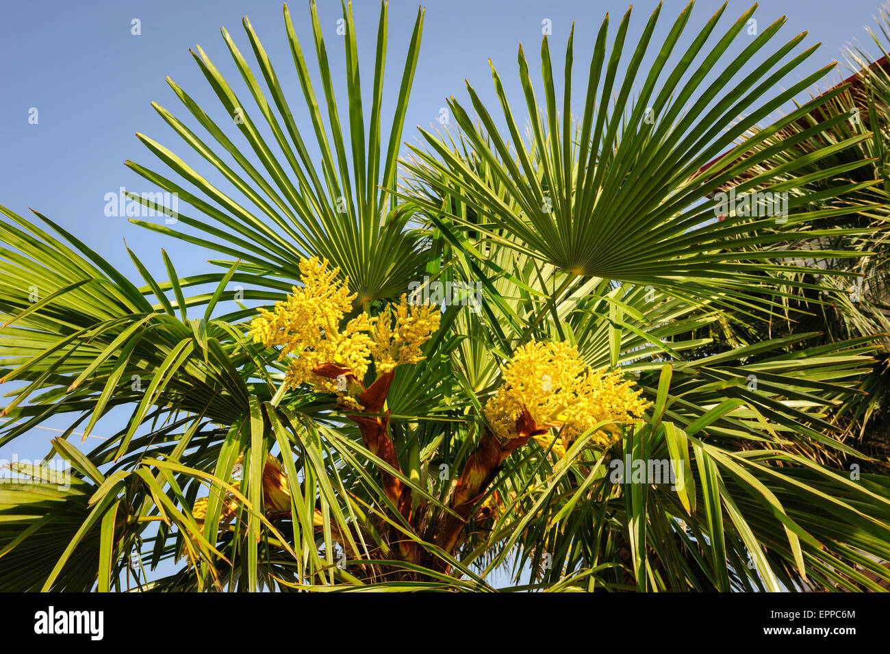 Blooming palm tree Stock Photo - Alamy