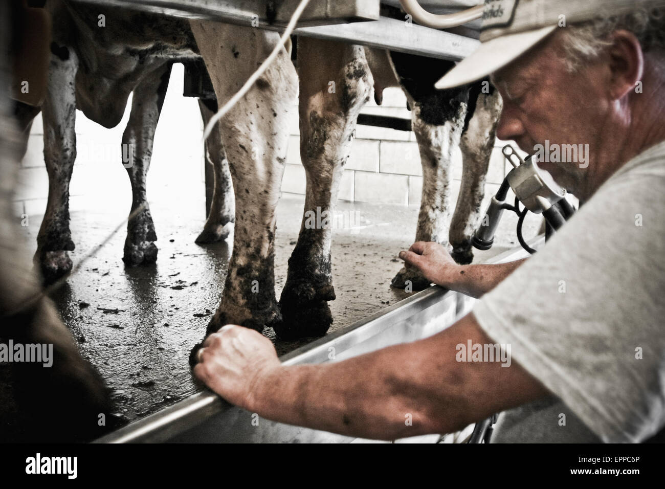A man is taking a breather while milking the cows in his family farm in Keymar, Maryland. Stock Photo