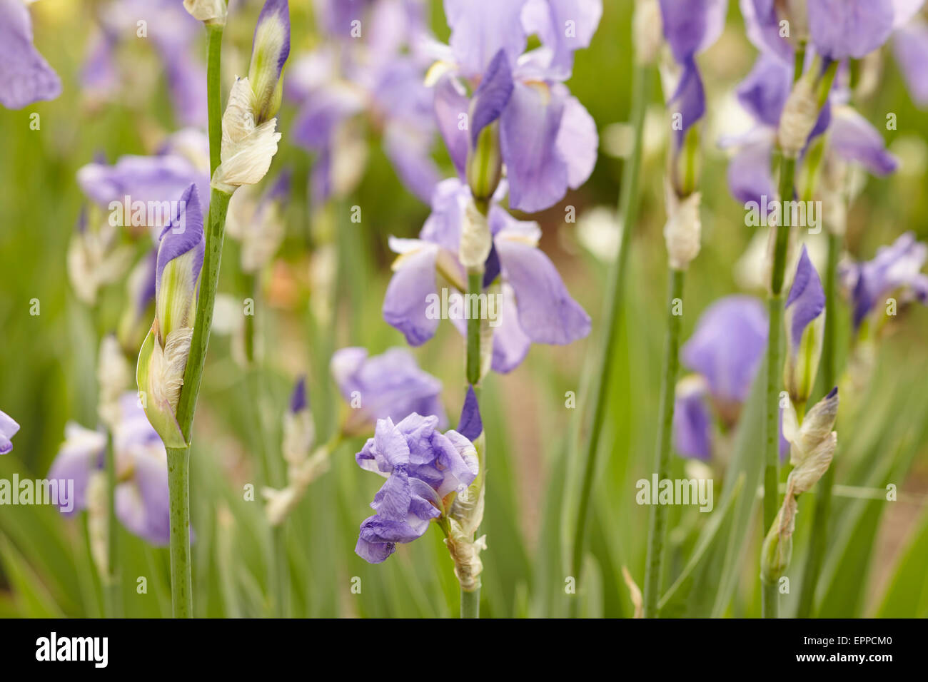Irises colour hires stock photography and images Alamy