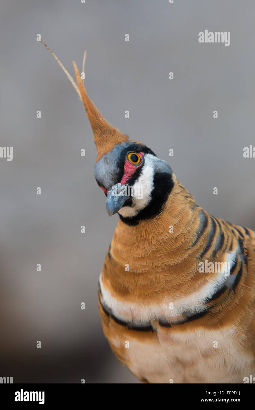 White-bellied Spinifex Pigeon (Geophaps plumifera) Stock Photo