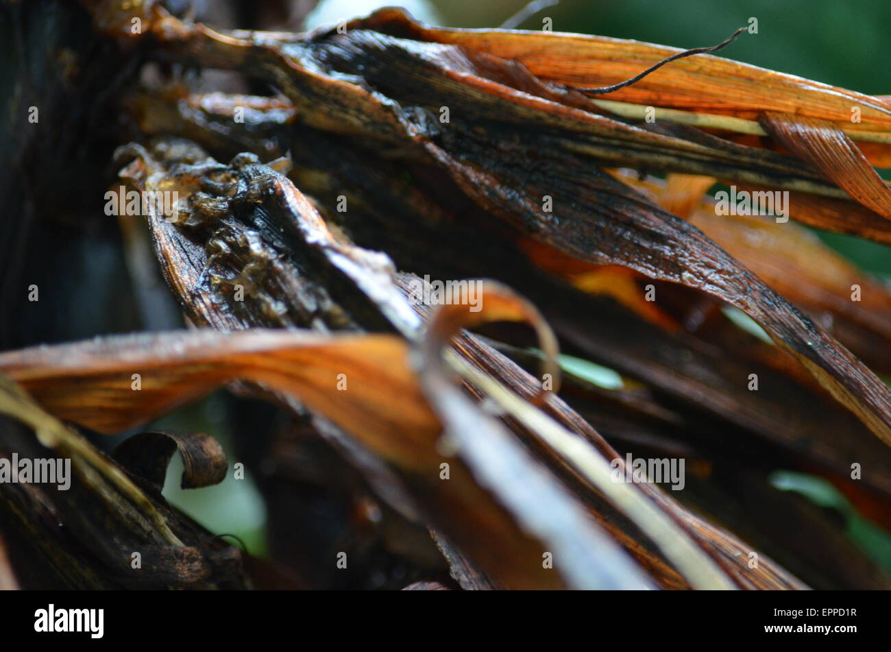 Decay of a plant Stock Photo Alamy