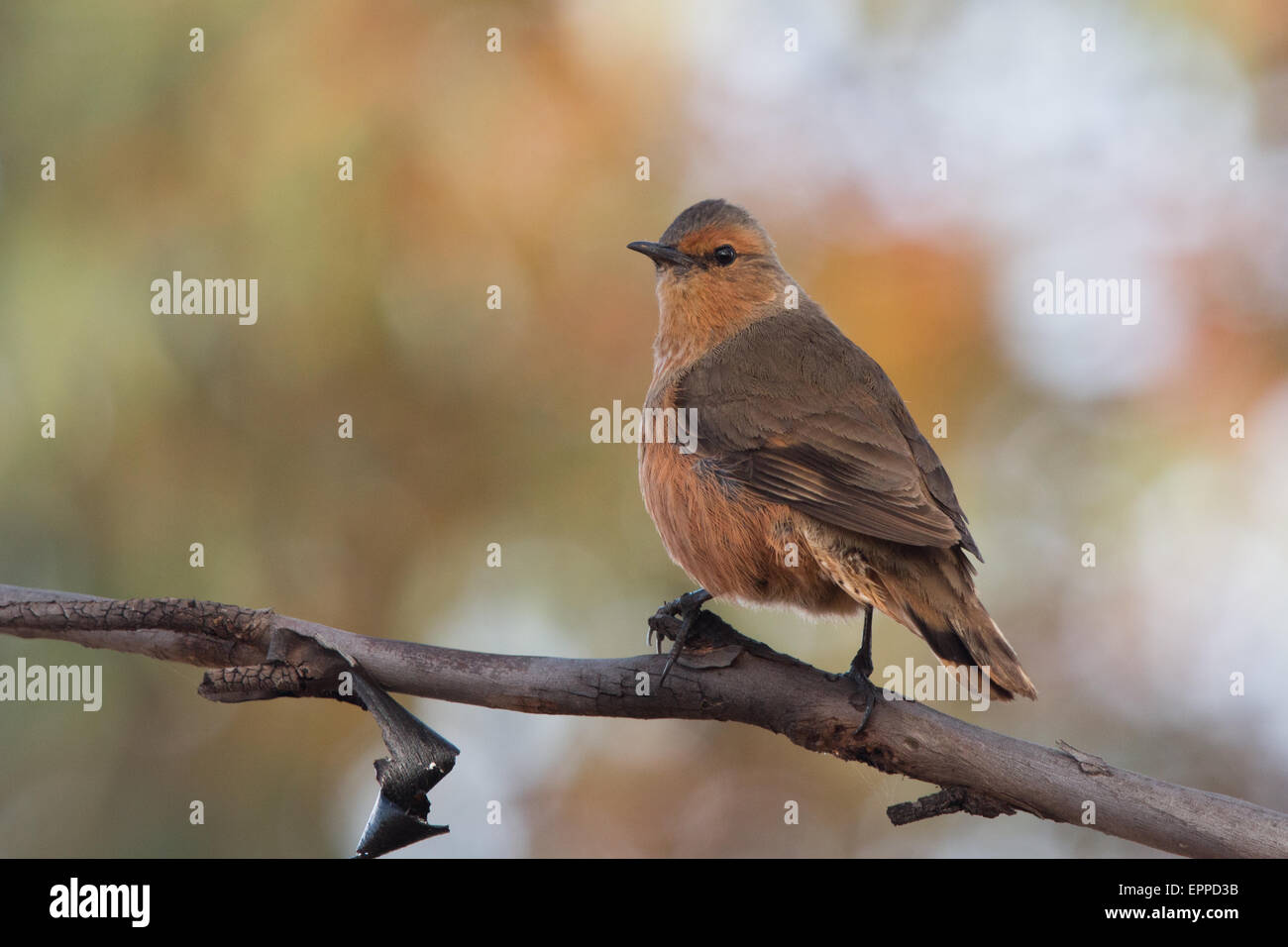 Rufous Treecreeper (Climacteris rufus Stock Photo Alamy