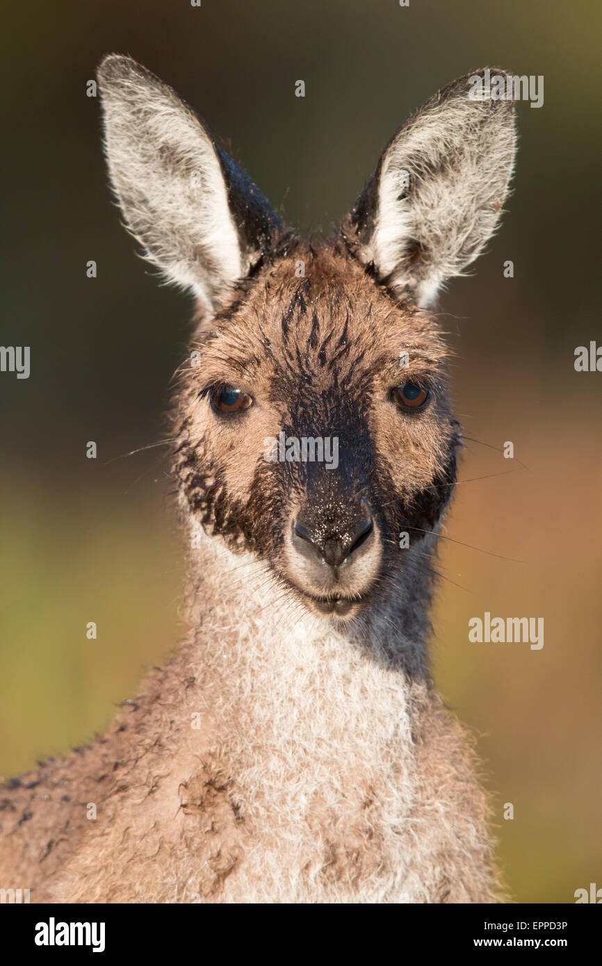 Western Grey Kangaroo (Macropus fuliginosus) Stock Photo