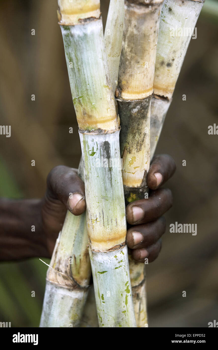 Hand holding sugarcane, Saccharum officinarum Stock Photo
