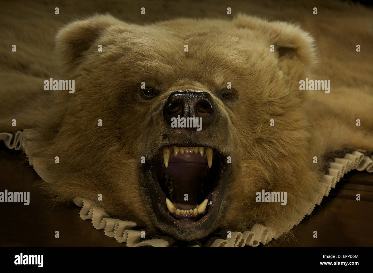 Mounted animal: Bear Stock Photo - Alamy