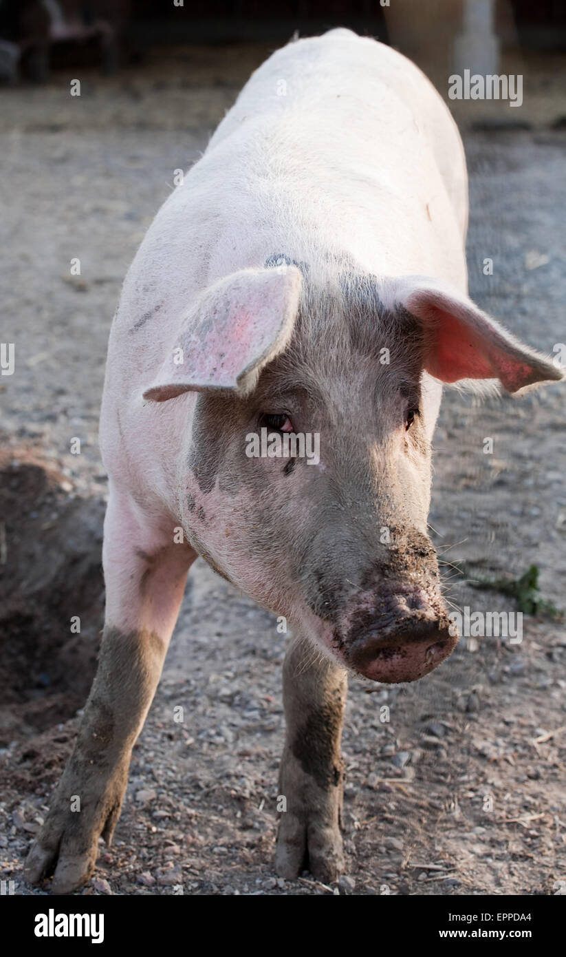 funny young pink pig standing whole full-length on animal farm background Stock Photo