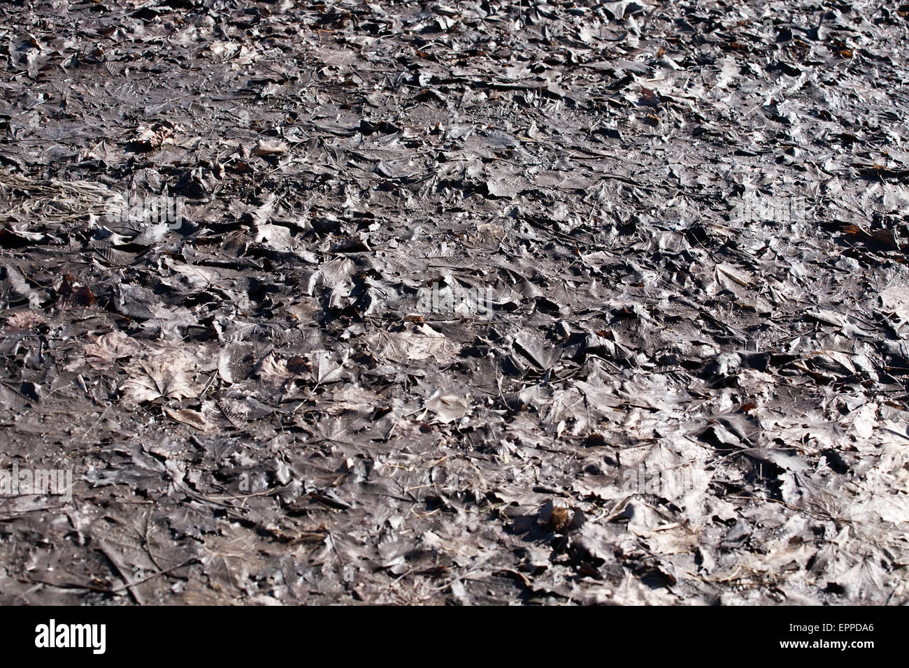 black rotten leaves ground carpet pattern background closeup Stock Photo