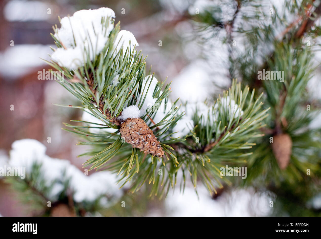 closeup of pine tree branch with long green needles and small beautiful ...