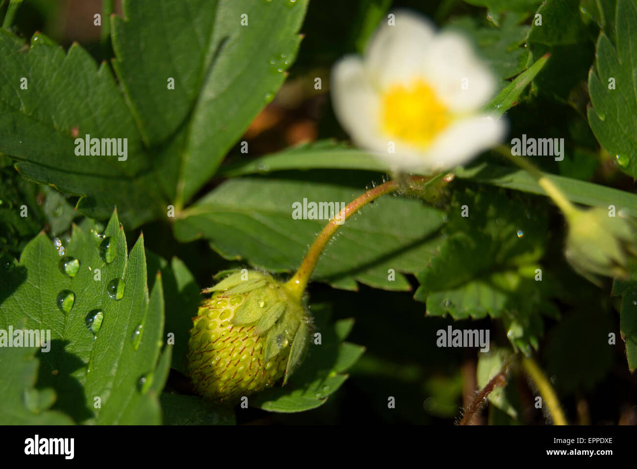 green strawberry with flower Stock Photo