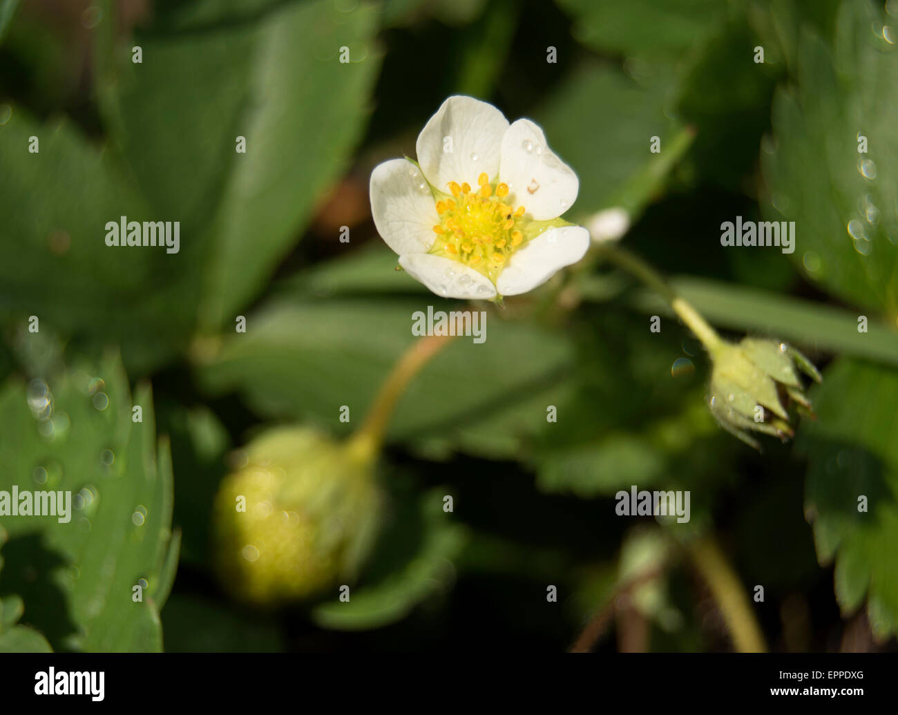 strawberry flower with strawberries Stock Photo