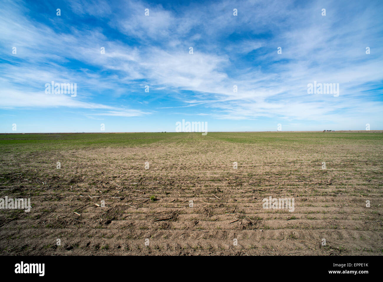 Ingalls, Kansas, WInd turbines and Milo fields Stock Photo Alamy