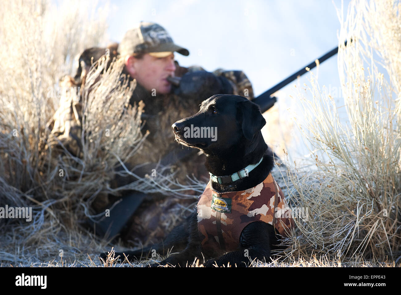 A hunting dog keeps watch with a hunter in Nevada Stock Photo Alamy