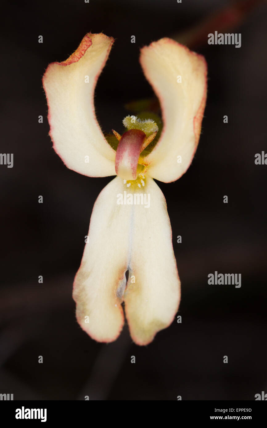 Cowkicks (Stylidium schoenoides) flower Stock Photo