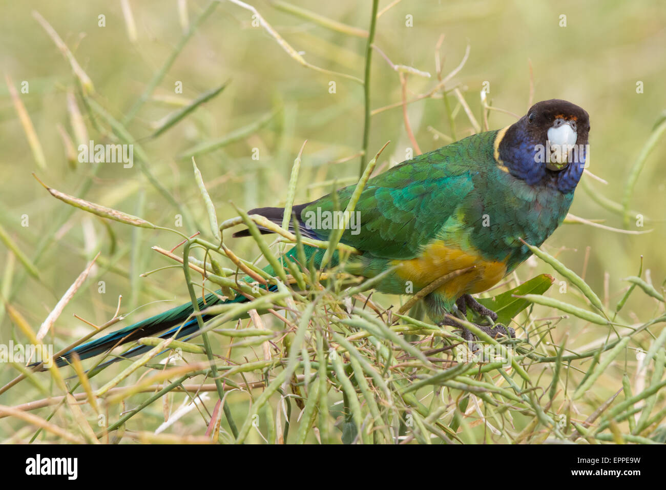 Port Lincoln Parrot / Twenty-eight Parrot integrade feeding on Canola seeds Stock Photo