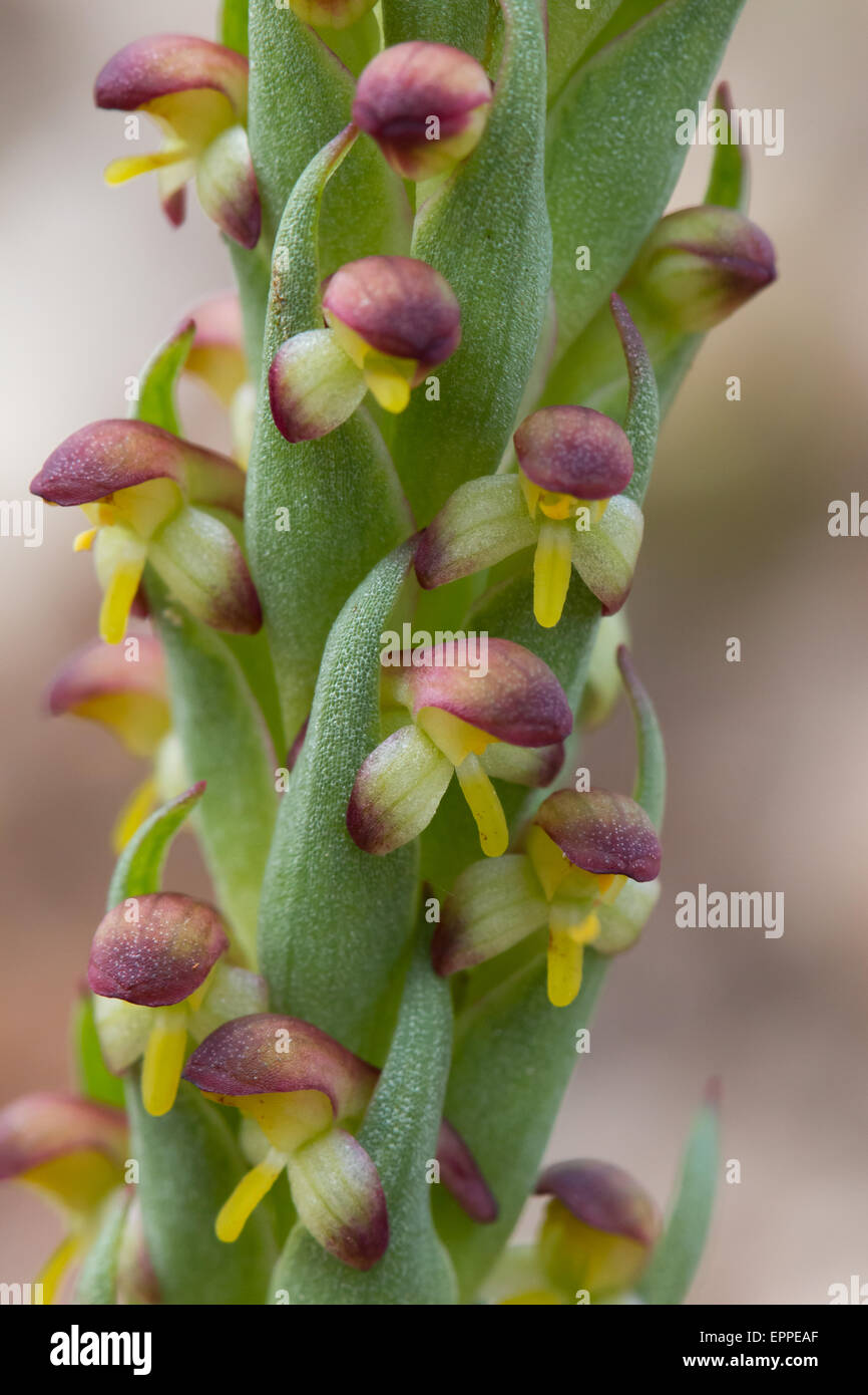 South African Orchid (Disa bracteata) flowers Stock Photo - Alamy