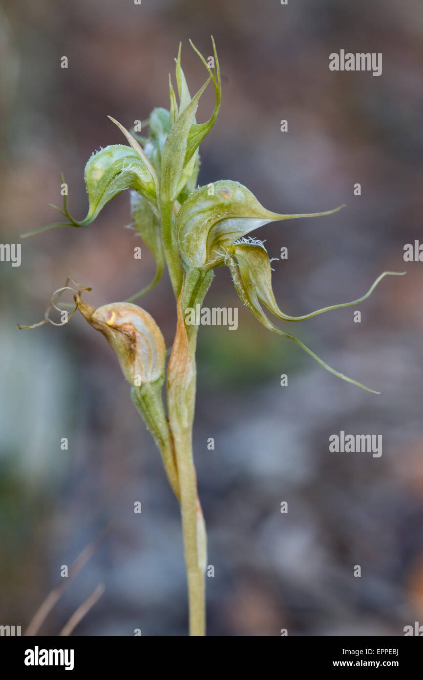 Hairy Rufous Greenhood Orchid (Pterostylis ciliate) Stock Photo
