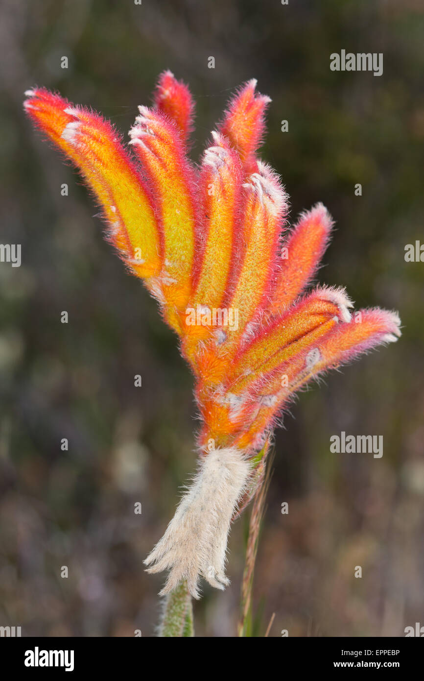 Catspaw (Anigozanthos humilis) flower Stock Photo