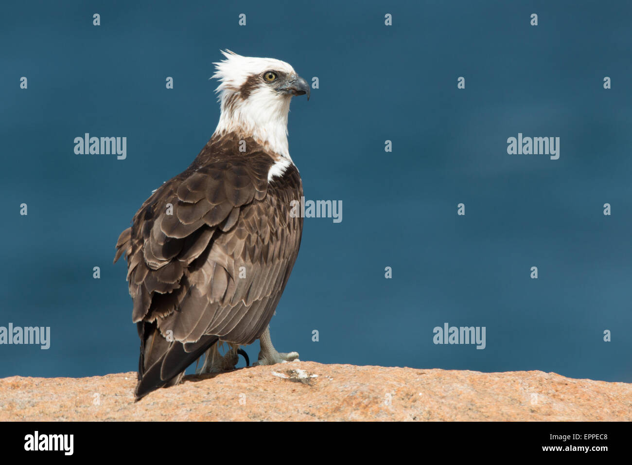 Eastern Osprey (Pandion haliaetus cristatus) Stock Photo
