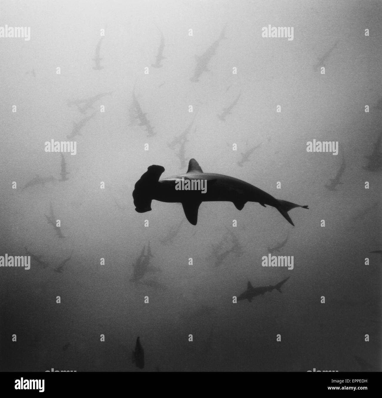 Swarm of hammerhead Black and White Stock Photos & Images - Alamy