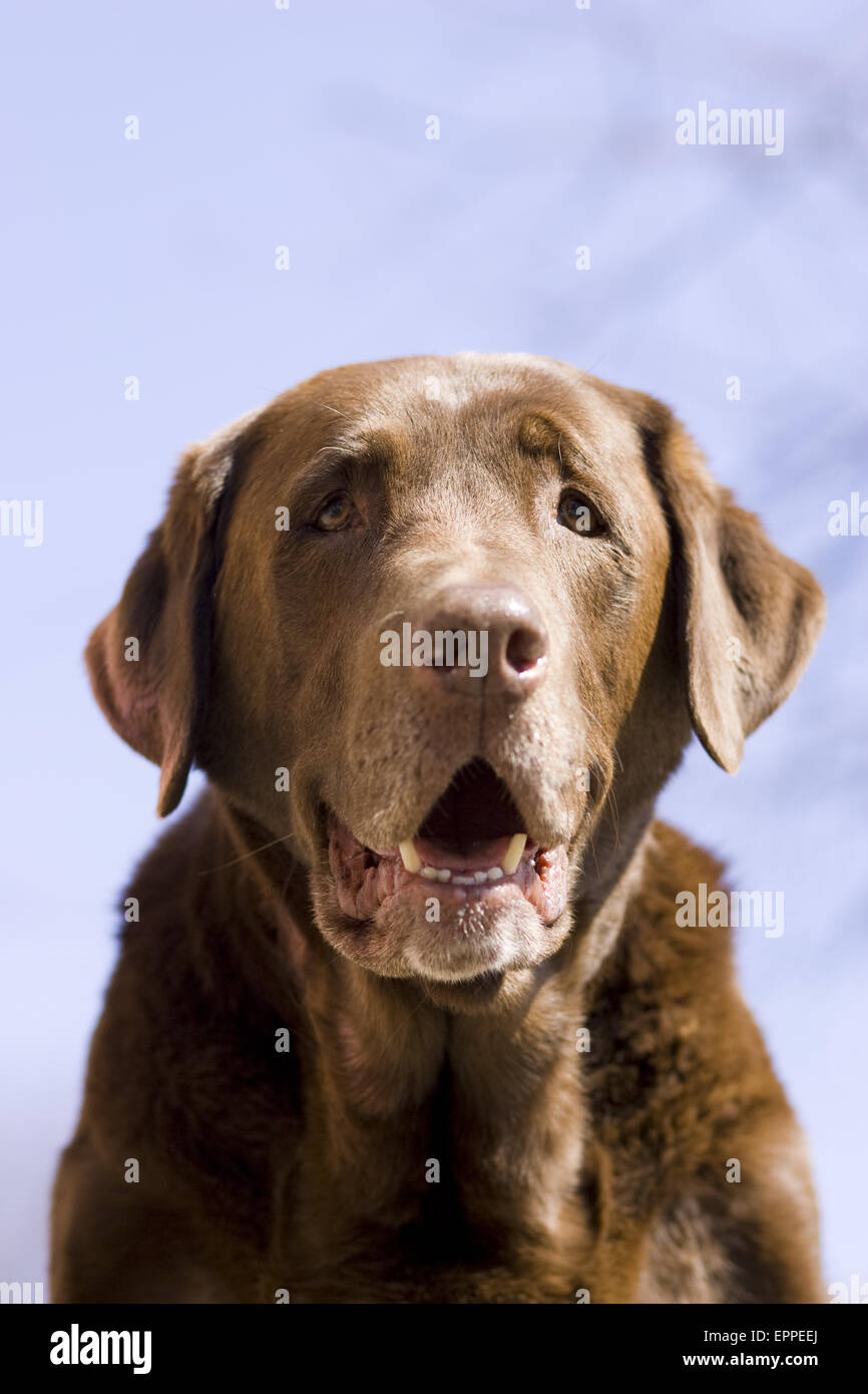 portrait of chocolate lab Stock Photo - Alamy