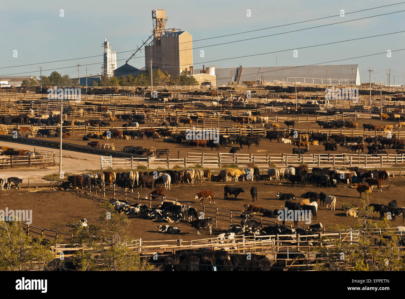 Cattle Feed lot in Ingalls Kansas Stock Photo Alamy