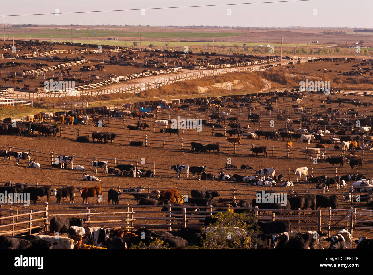 Cattle Feed lot in Ingalls Kansas Stock Photo Alamy