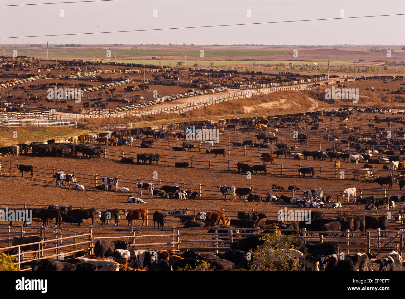 Cattle Feed lot in Ingalls Kansas Stock Photo Alamy