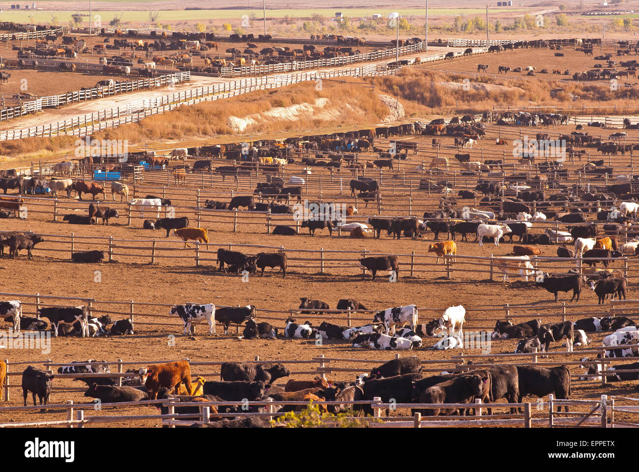 Cattle Feed lot in Ingalls Kansas Stock Photo Alamy
