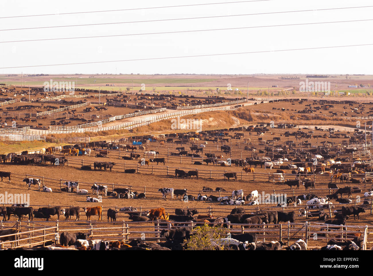 Cattle Feed lot in Ingalls Kansas Stock Photo Alamy