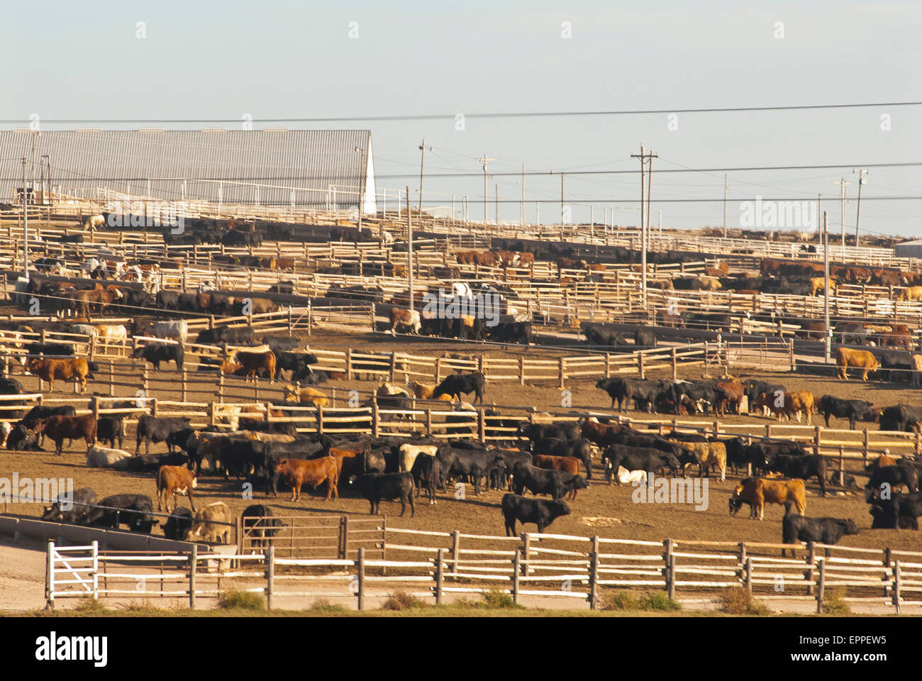Cattle Feed lot in Ingalls Kansas Stock Photo Alamy