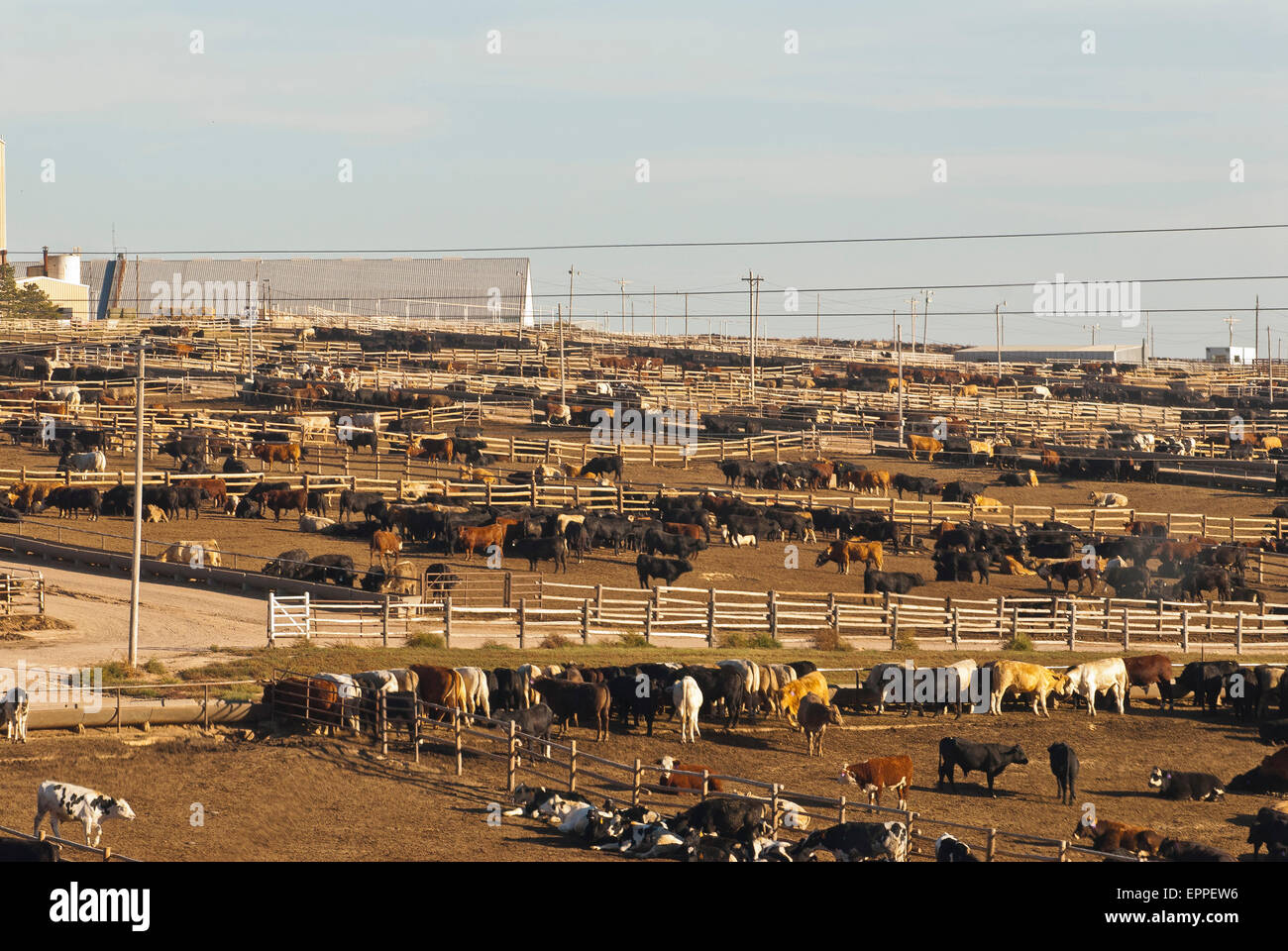 Confined feeding operations hires stock photography and images Alamy