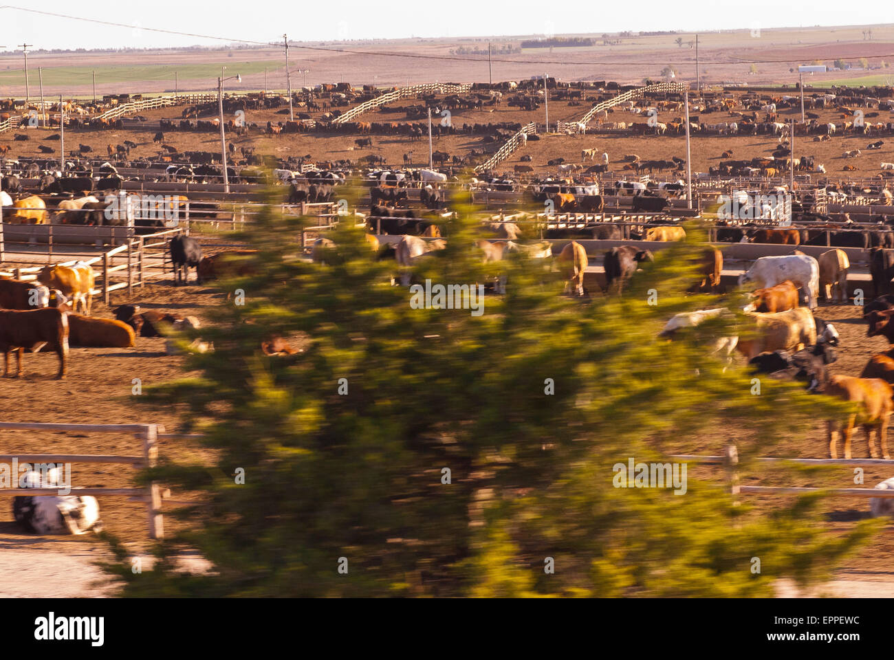 Cattle Feed lot in Ingalls Kansas Stock Photo Alamy