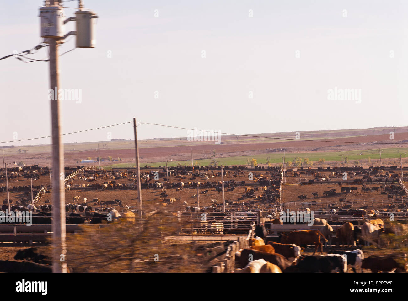 Cattle Feed lot in Ingalls Kansas Stock Photo Alamy