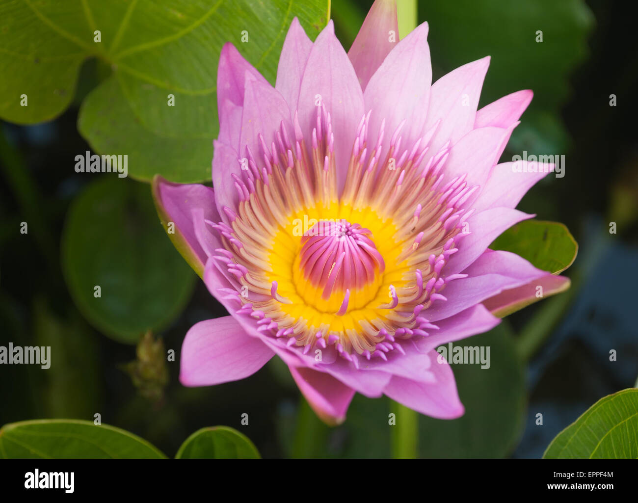 The beautiful purple lotus flower or water lily Stock Photo - Alamy