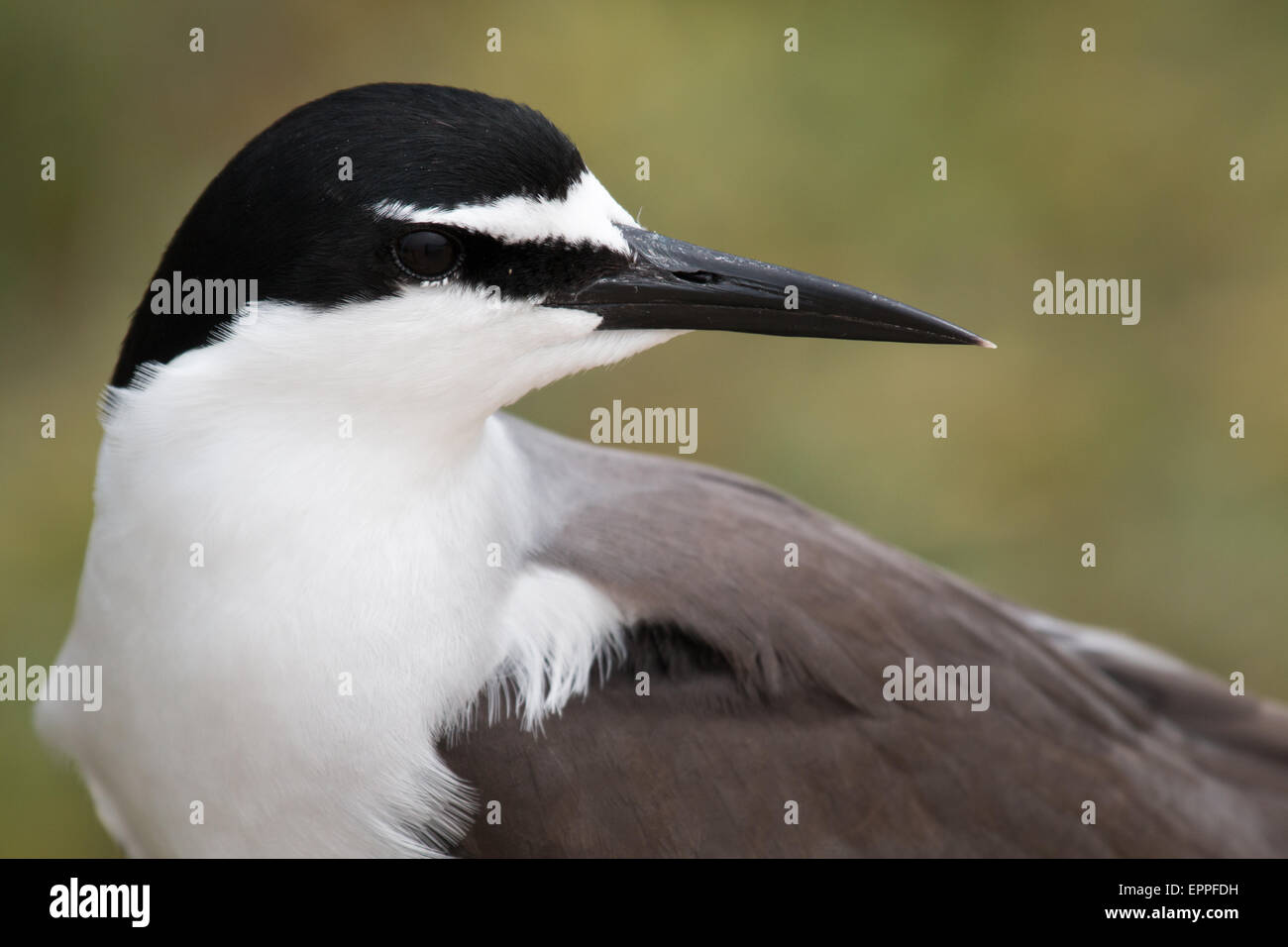 headshot of a Bridled Tern (Onychoprion anaethetus) Stock Photo