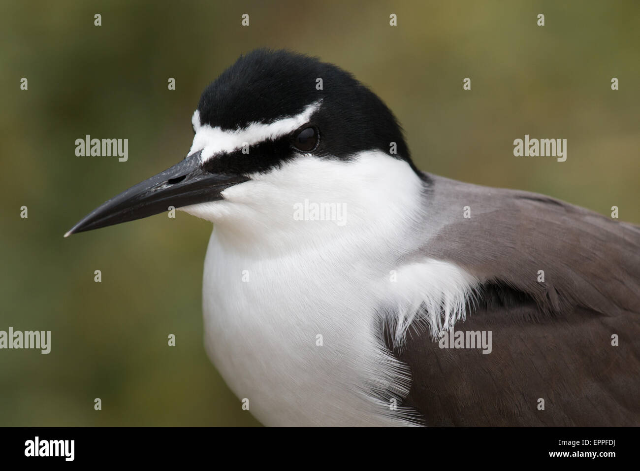 headshot of a Bridled Tern (Onychoprion anaethetus) Stock Photo