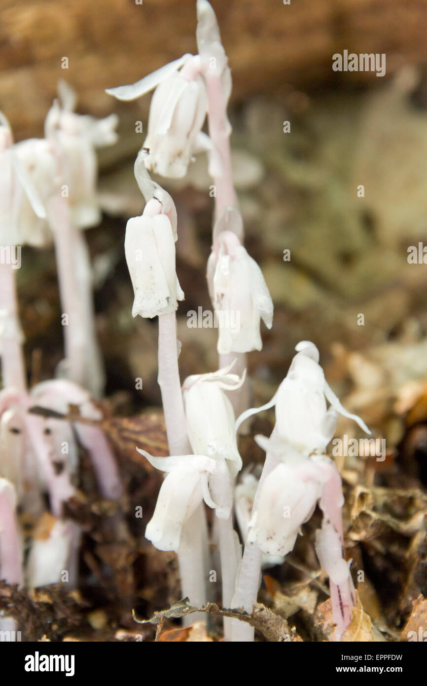 Strange fungus like white woodland flowers called monotropa uniflora