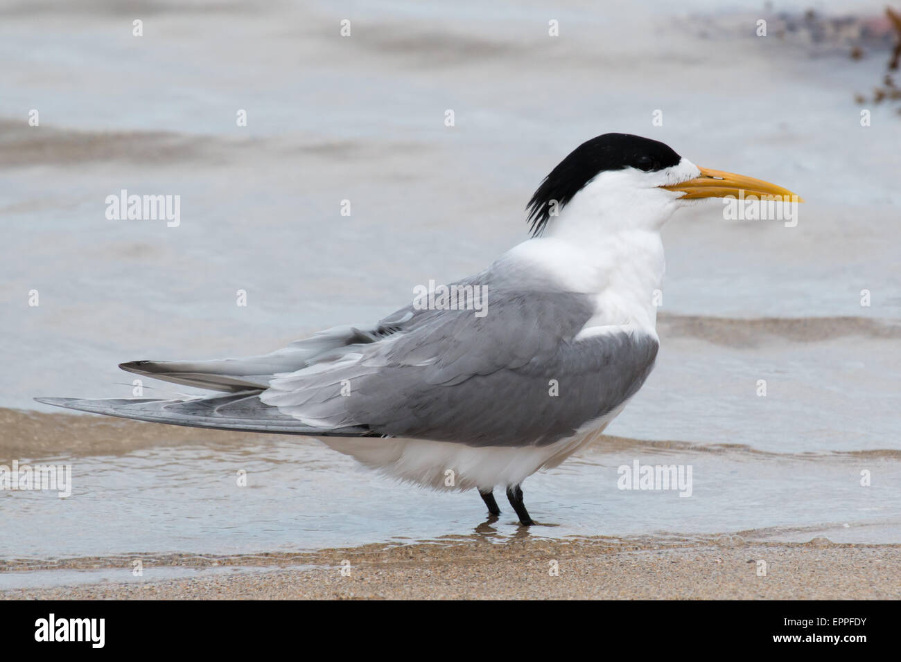 Greater Crested Tern (Thalasseus bergii) standing at the water's edge on a beach Stock Photo