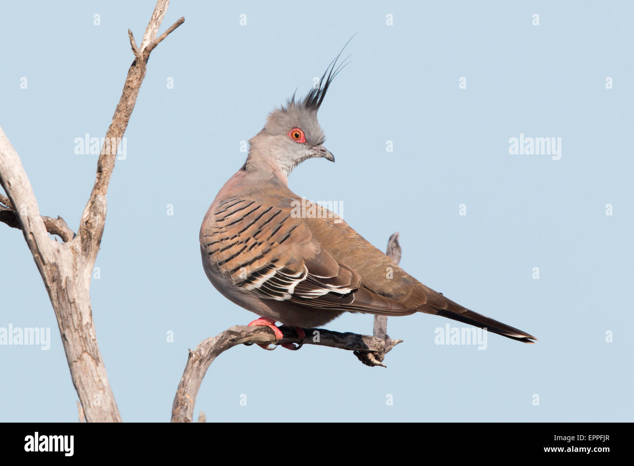 Crested Pigeon (Ocyphaps lophotes) Stock Photo