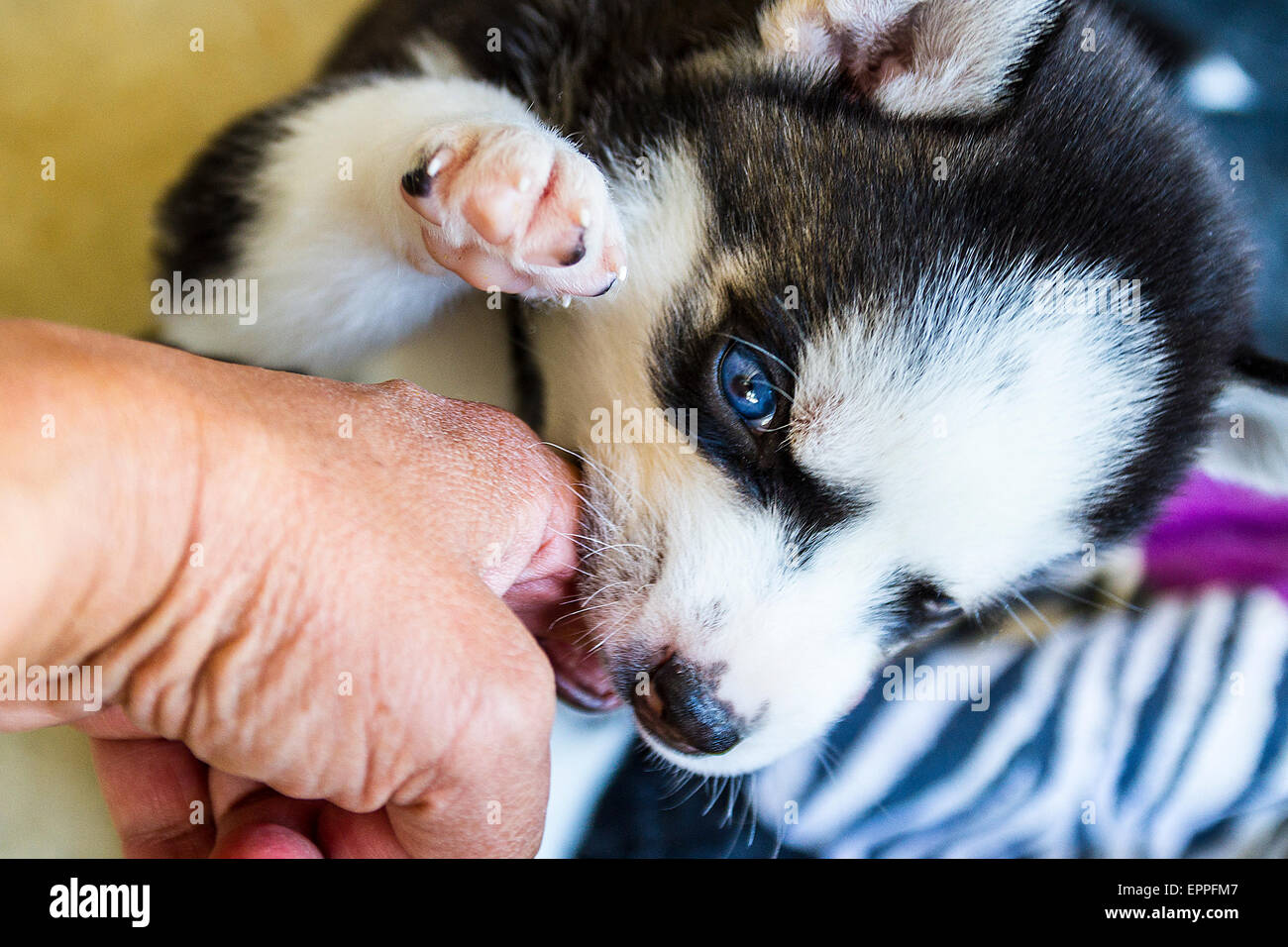 Four Week old Husky puppies in a kennel Stock Photo