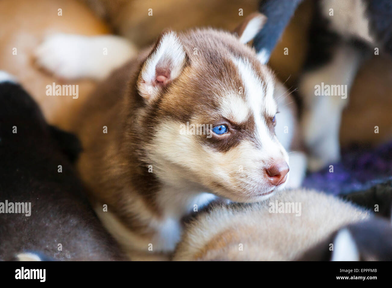 Four Week old Husky puppies in a kennel Stock Photo