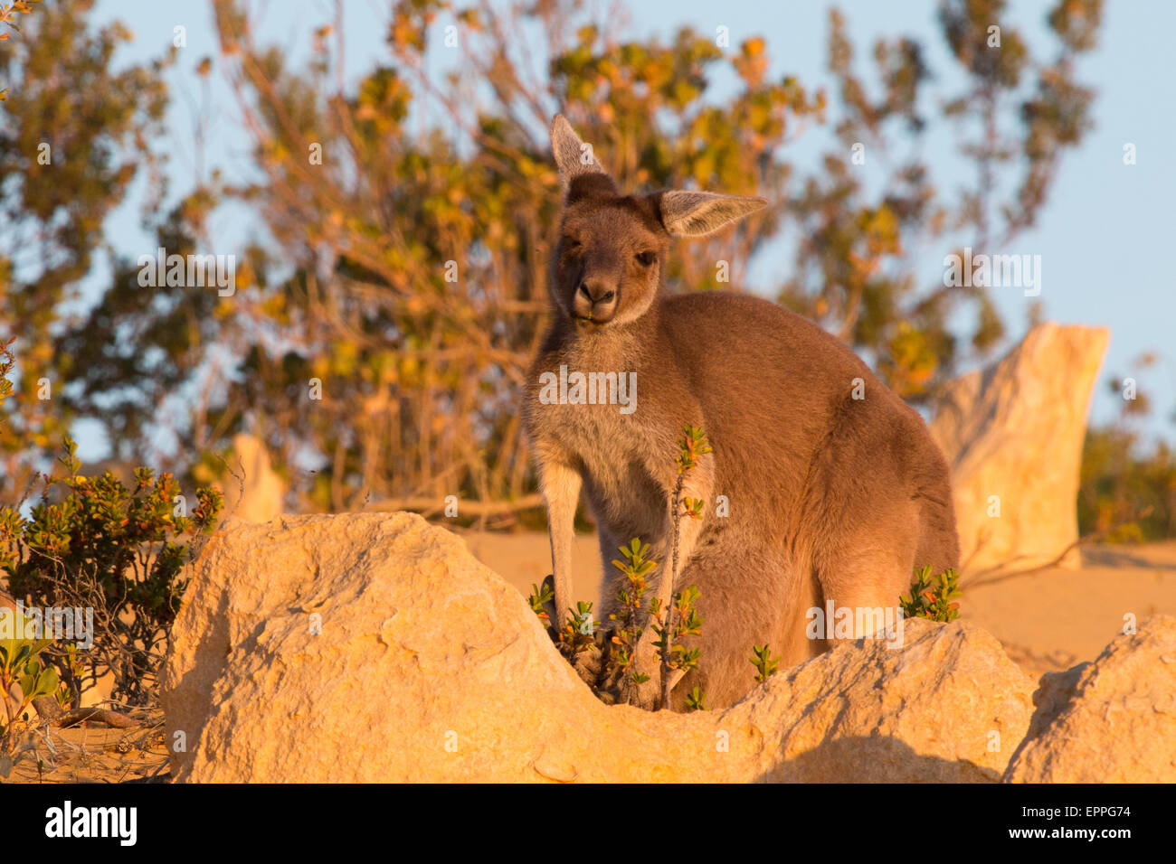 Western Grey Kangaroo (Macropus fuliginosus) Stock Photo