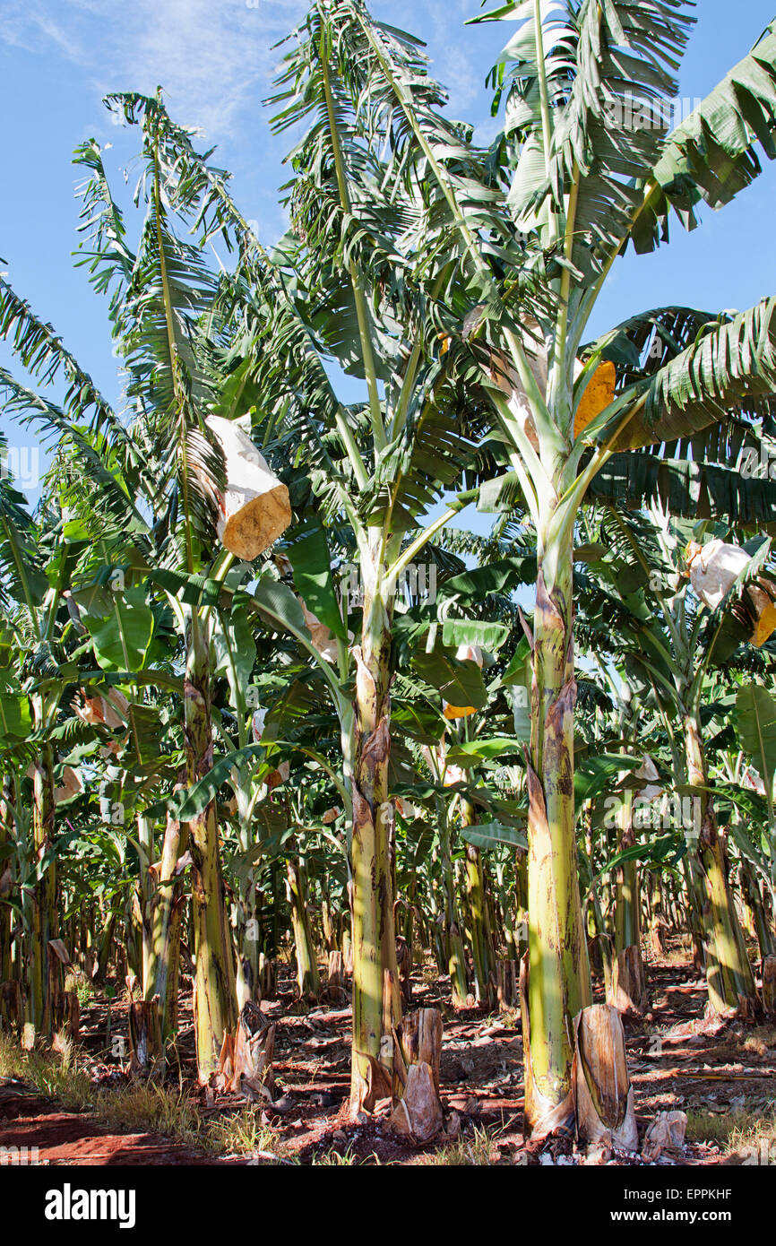 a banana plantation in tropical North Queensland Australia Stock Photo